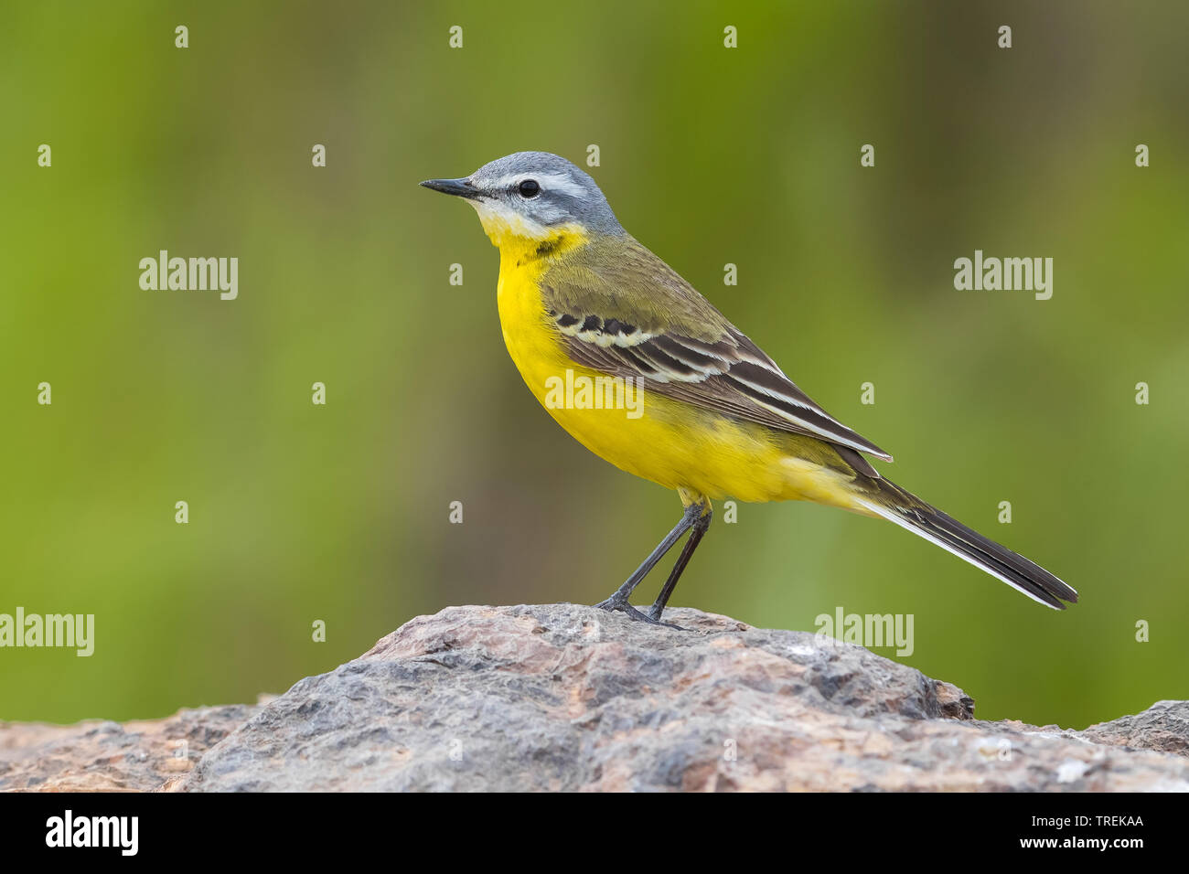 Bergeronnette printanière (Motacilla Syke's flava beema), sur un rocher, le Kazakhstan, Astana Banque D'Images