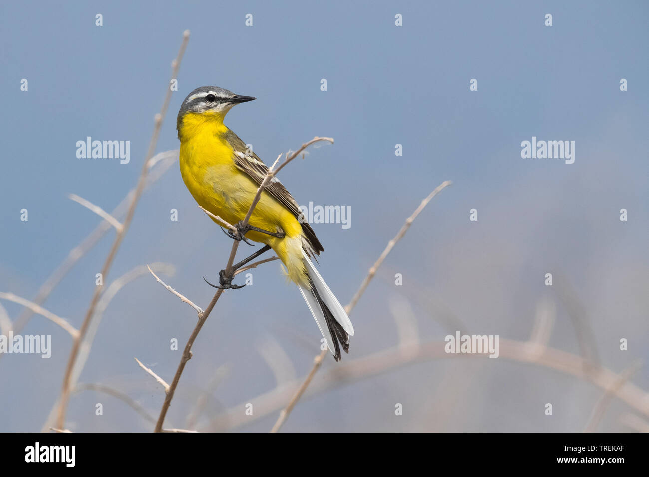 Bergeronnette printanière (Motacilla Syke's flava beema), sur une branche, le Kazakhstan, Astana Banque D'Images