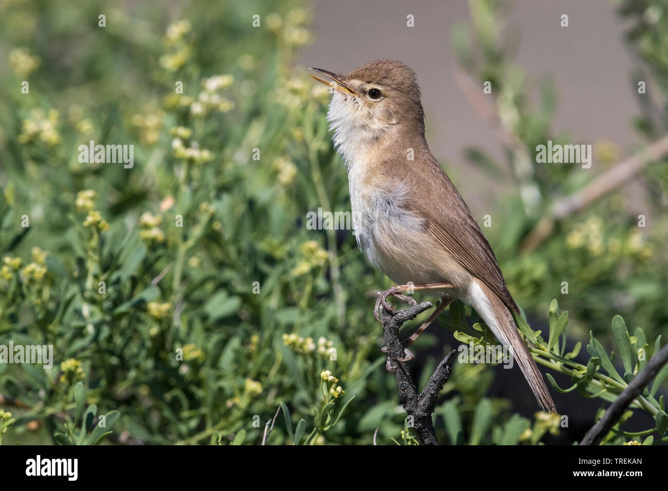 Syke's Warbler (Iduna Hippolais Rama, Rama), sur un chant de bush, le Kazakhstan, Almaty Banque D'Images