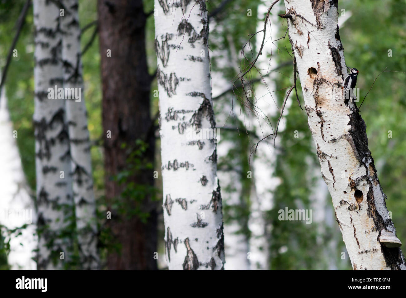 Great spotted woodpecker (Picoides major brevirostris, Dendrocopos major brevirostris), mâle adulte, la Russie, Baikal Banque D'Images