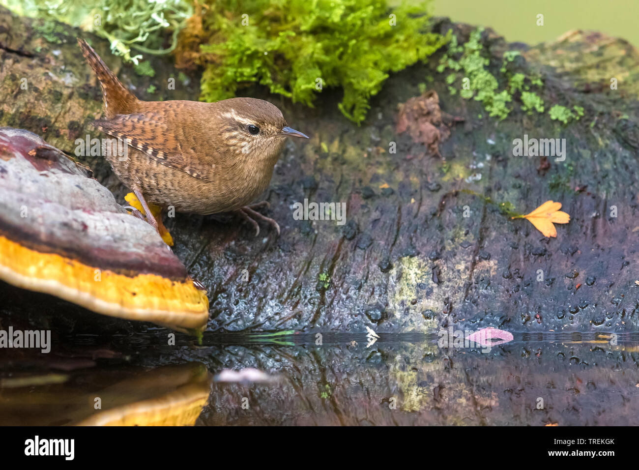 Wren eurasien, wren du Nord (Troglodytes troglodytes), au bord de l'eau, Italie Banque D'Images