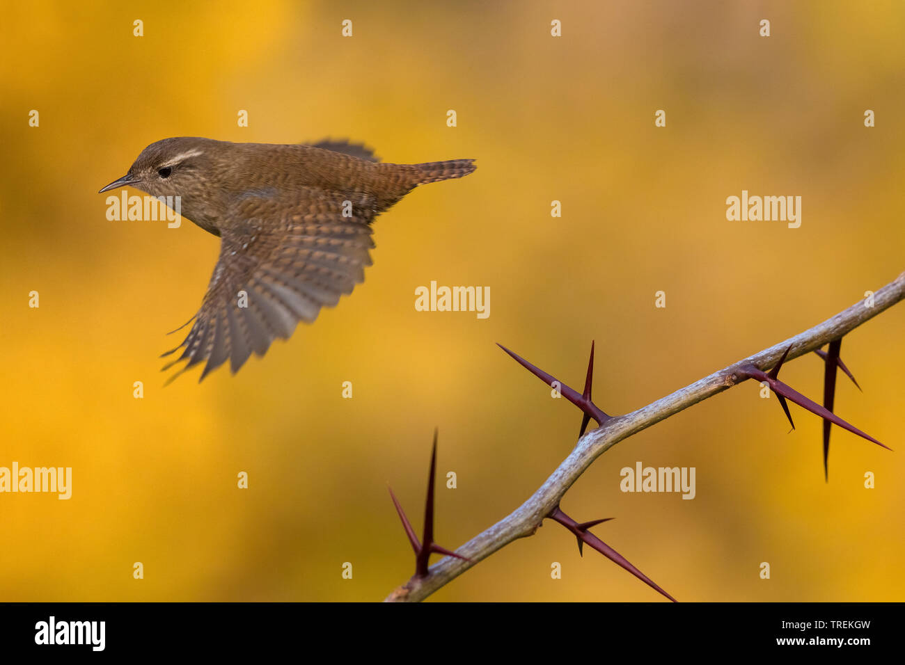 Torse eurasien (Troglodytes troglodytes), à partir d'un Briar, Italie Banque D'Images