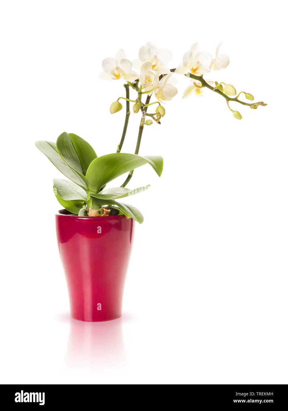 Moth orchid (Phalaenopsis-Hybride), plante en pot, Bundesrepublik  Deutschland Photo Stock - Alamy