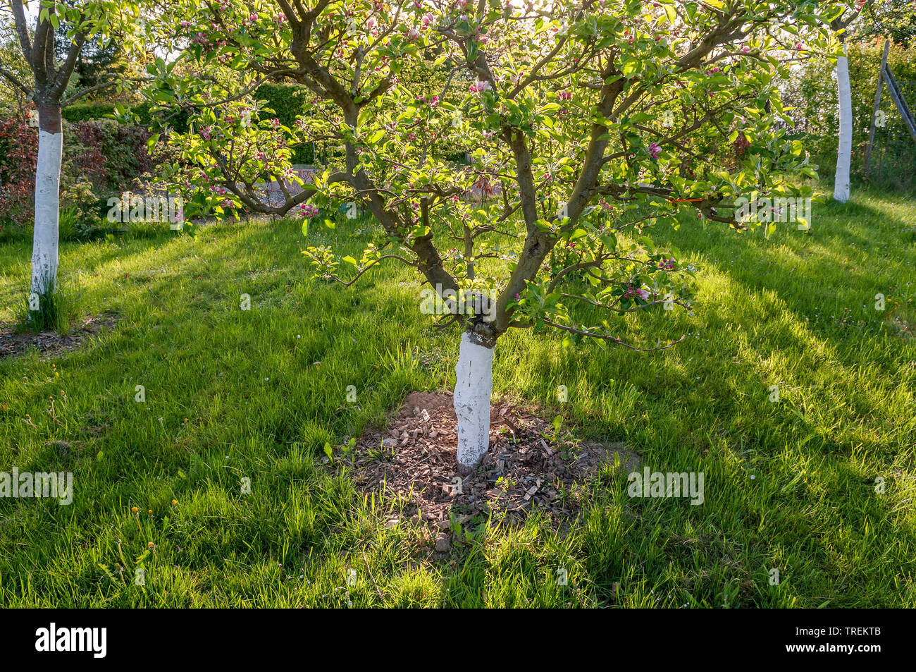 Pommier (Malus domestica), des plants d'arbres sur un verger avec tronc peint en blanc, Allemagne Banque D'Images