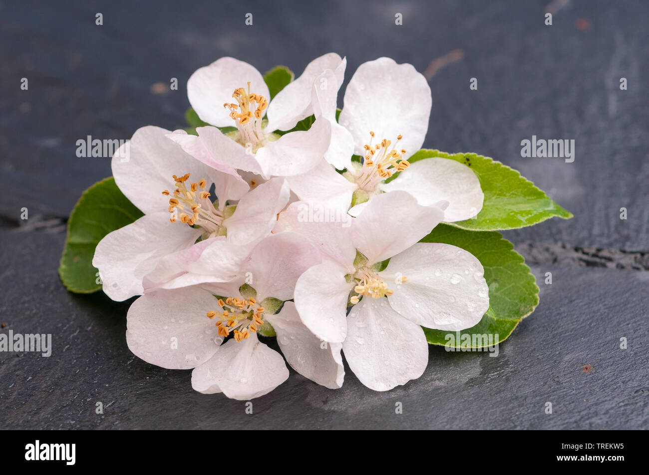 Pommier (Malus domestica), fleurs d'Apple sur une table, Allemagne Banque D'Images