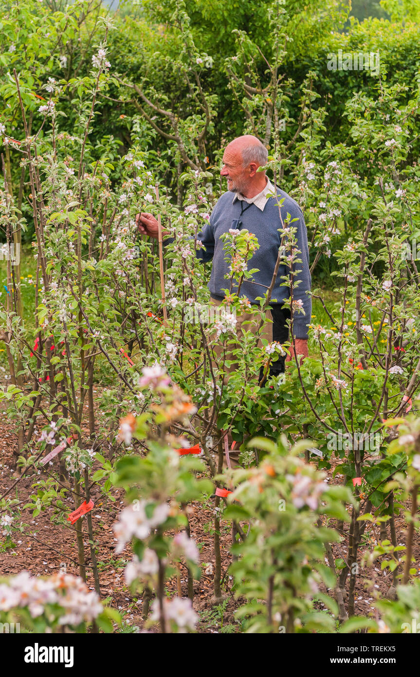 Boutique D'extérieur De Jeunes Arbres D'arbre Fruitier Image stock