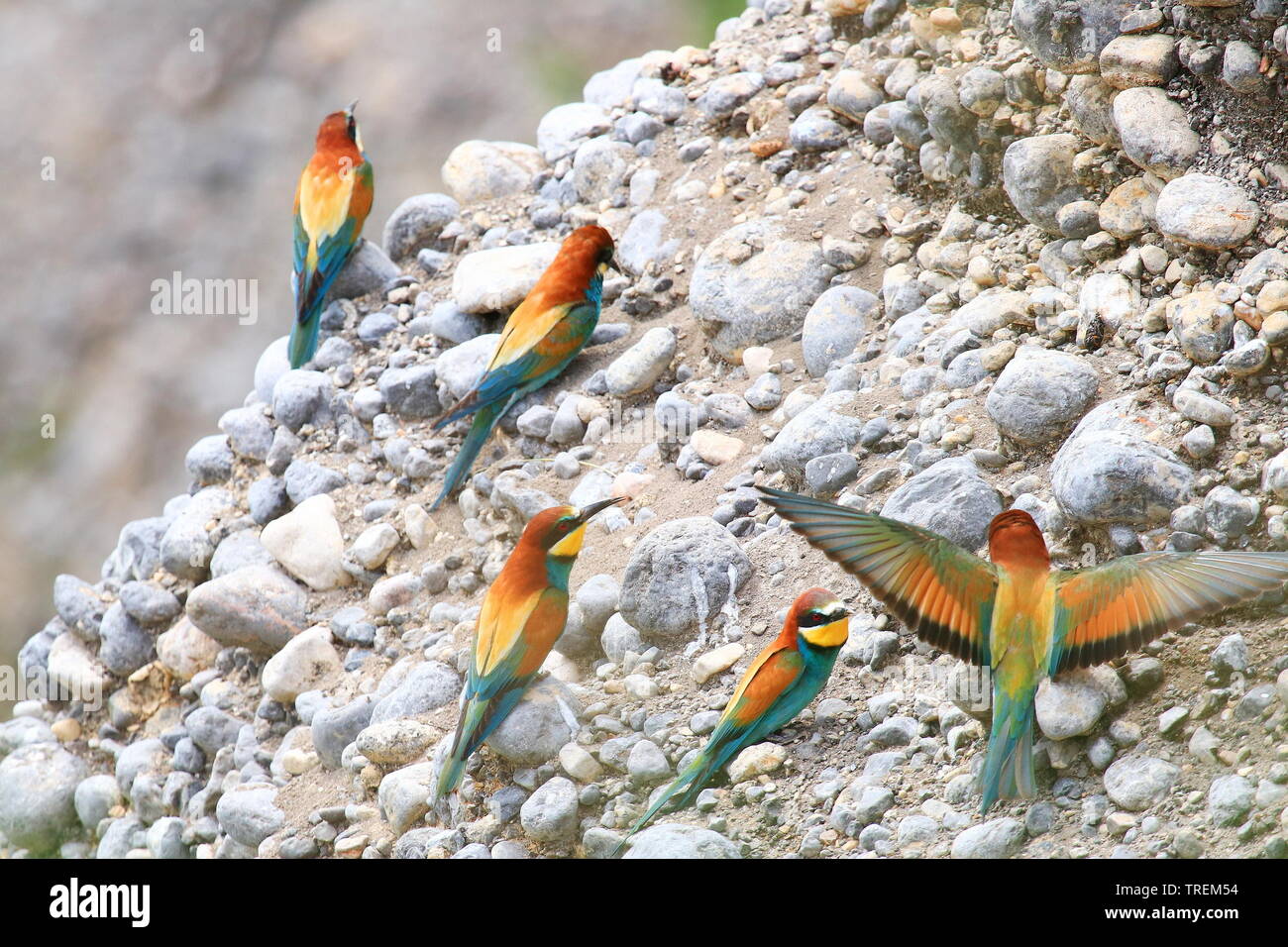 Guêpier d'Europe (Merops apiaster), de beaux oiseaux colorés, colonie sur pente rocheuse Banque D'Images