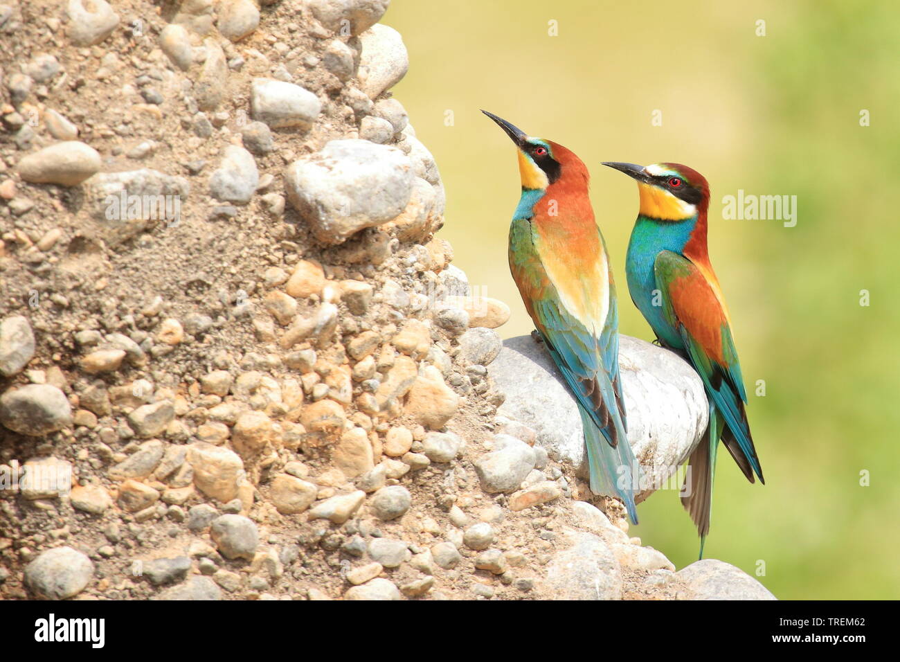 Guêpier d'Europe (Merops apiaster), de beaux oiseaux colorés, colonie sur pente rocheuse Banque D'Images