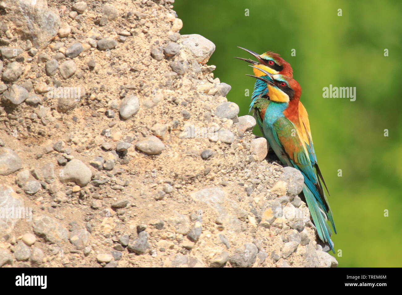 Guêpier d'Europe (Merops apiaster), de beaux oiseaux colorés, colonie sur pente rocheuse Banque D'Images