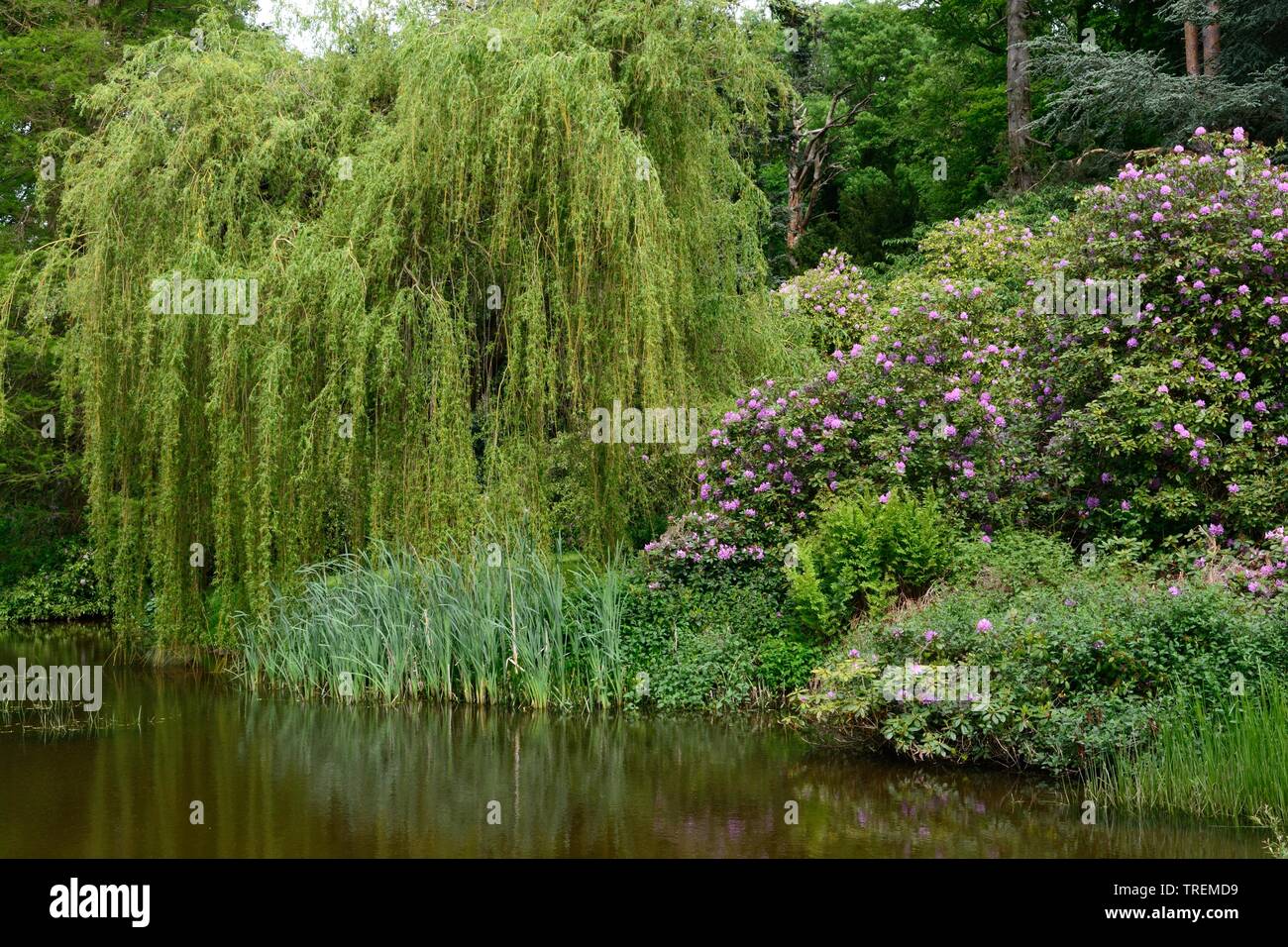 Saule pleureur arbre et rhododendron sur le bord d'un étang de jardin Banque D'Images