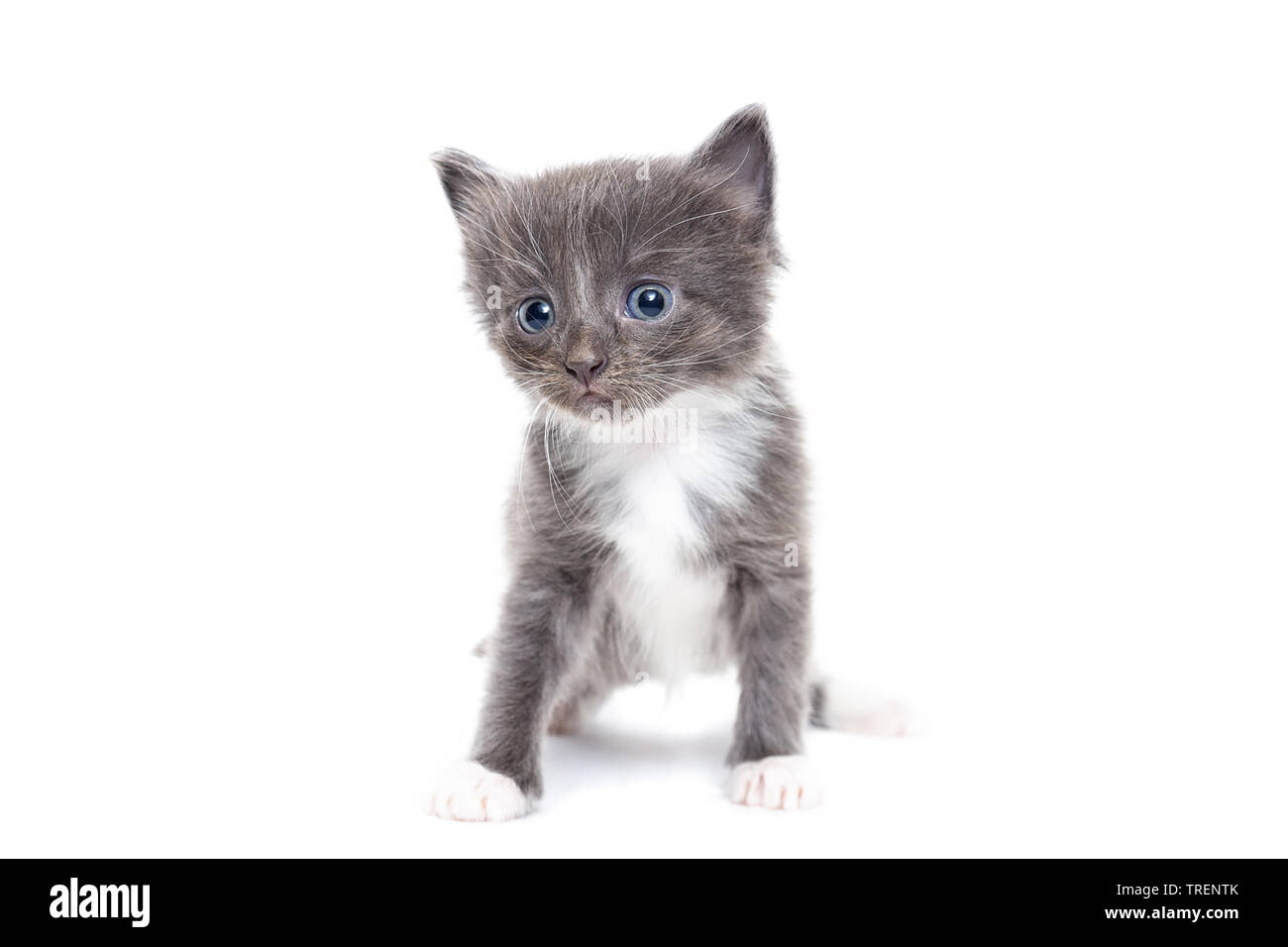 Petit Chaton Gris Isole Sur Fond Blanc Photo Stock Alamy