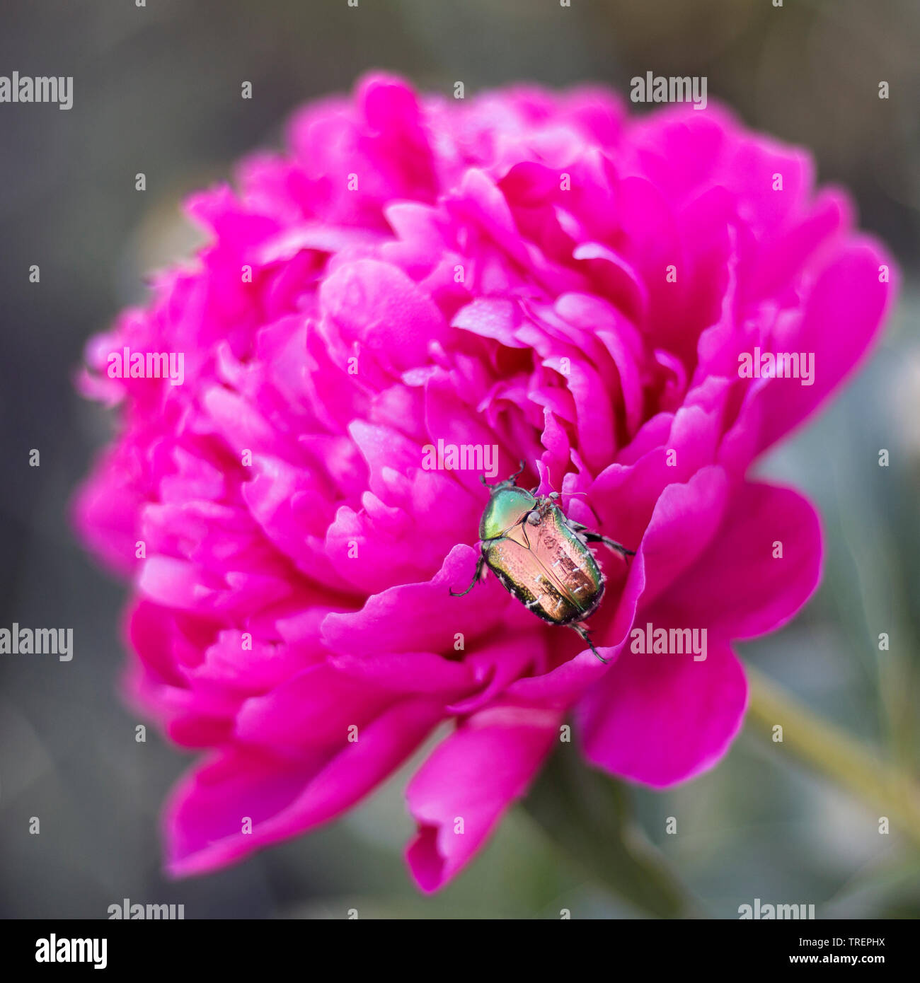 Maybug sur la pivoine et la fourmi sur le dendroctone Banque D'Images