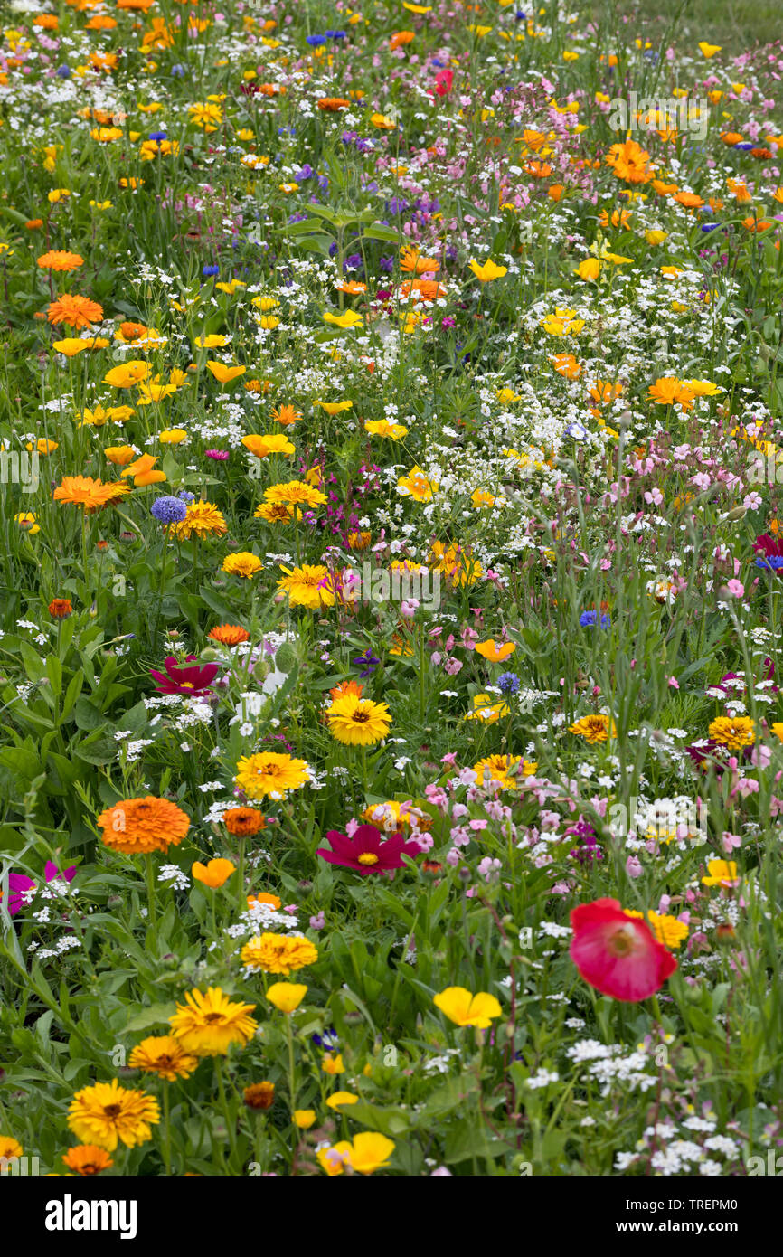 Wildblumenwiese Wildblumen-Wiese Blumenwiese,,,, Blumenmischung Blumenmischung Wildblumen, 'Werratal', Insektenschutz, wildflower meadow Banque D'Images