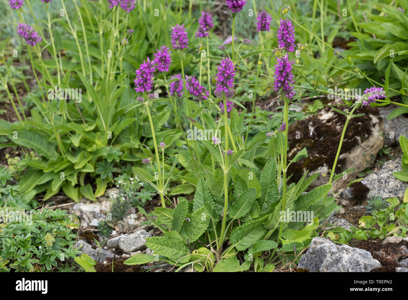 Heilziest Heil-Ziest, la société Ziest, Echte Betonie Flohblume,,, Pfaffenblume Zahnkraut Zehrkraut,,, Betonica officinalis, Stachys officinalis, commun h Banque D'Images