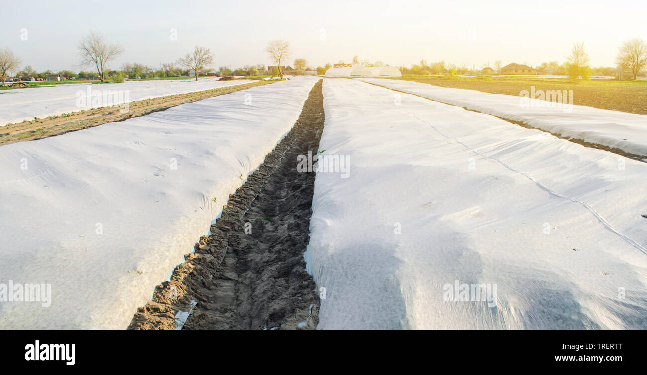 Légumes en pleine croissance. Pour transformation «Spunbond» protection contre la gelée et conserver l'humidité de légumes. Petites serres. Terrains agricoles. Terrain agricole Agriculture Banque D'Images