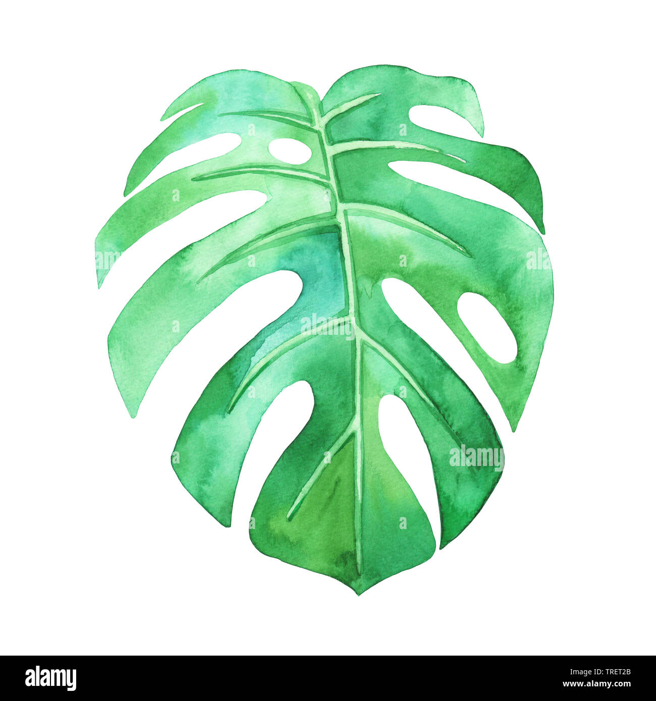 Feuille de Monstera sur un fond blanc. Illustration à l'aquarelle, dessinée à la main. Banque D'Images