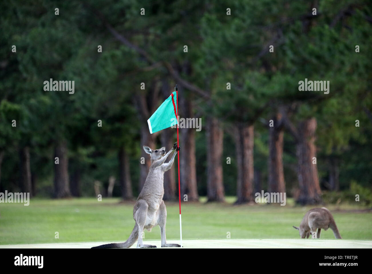 Aborigines Australia Kangaroo Banque D Image Et Photos Alamy