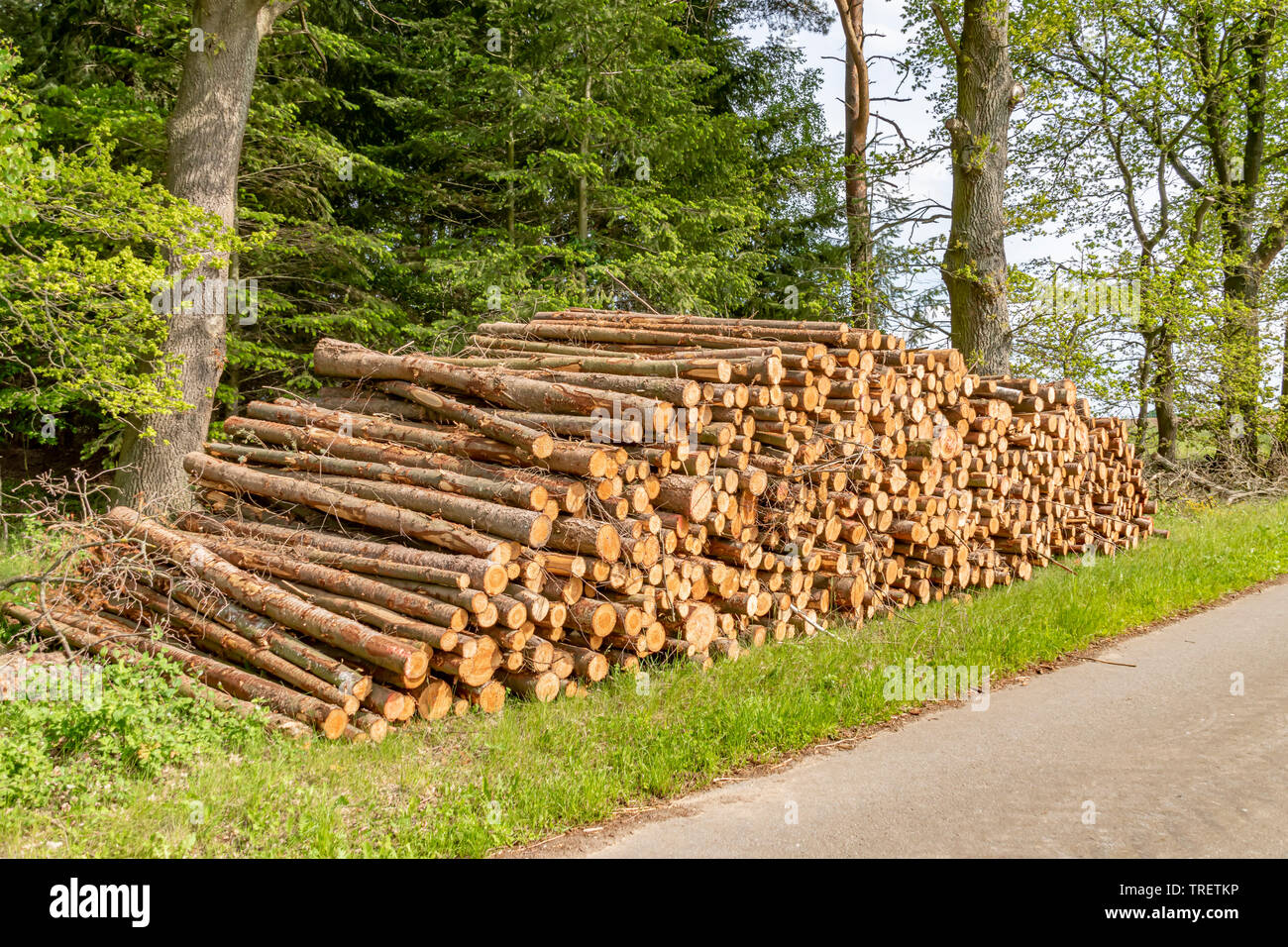 Les troncs des arbres abattus et empilés située près d'une route à la lisière de la forêt. Banque D'Images