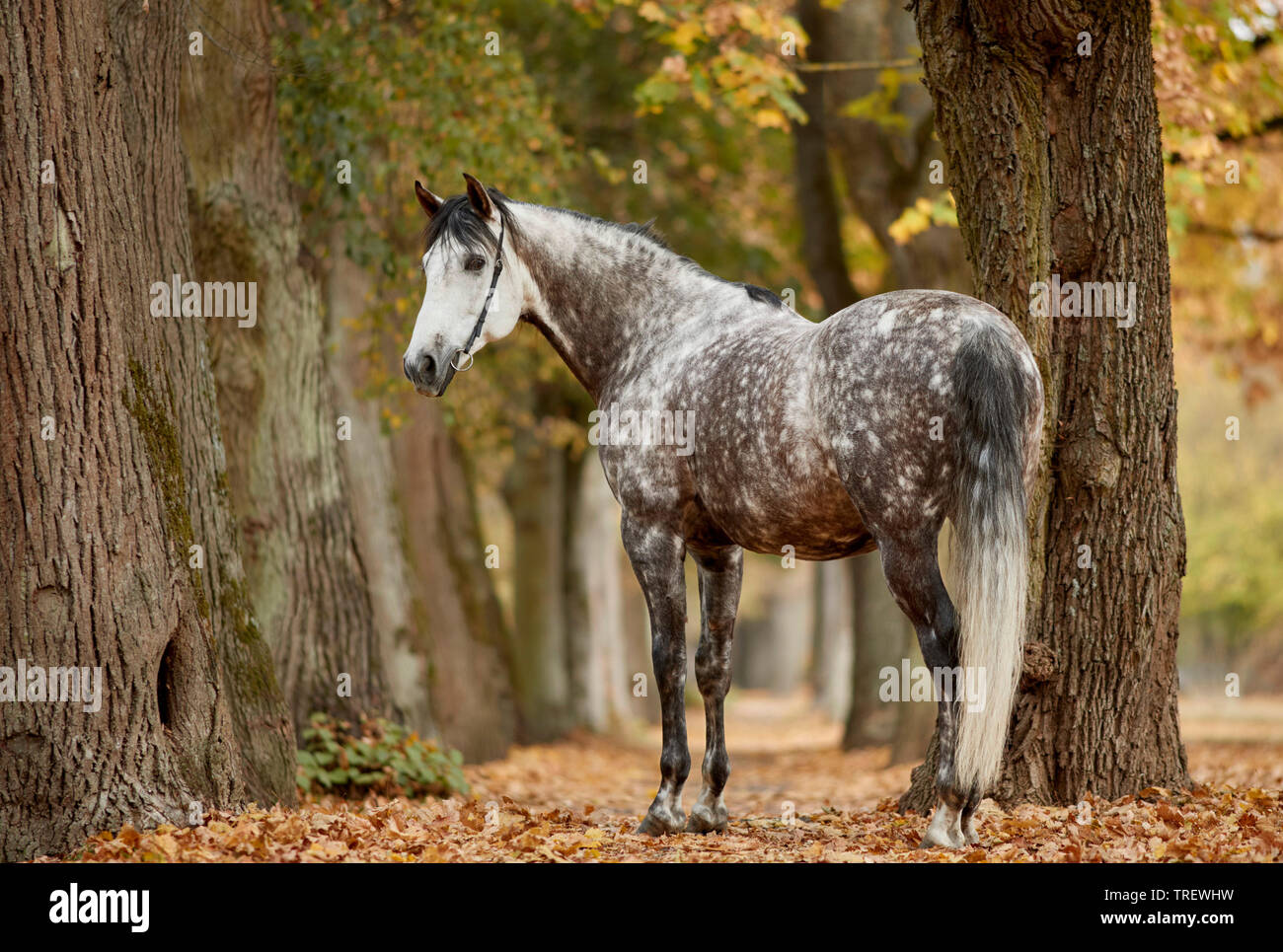Cheval Espagnol pur, andalou. Gris pommelé des profils debout dans un parc en automne. Allemagne Banque D'Images