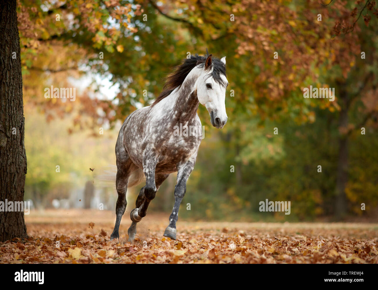 Cheval Espagnol pur, andalou. Gris pommelé galopant adultes dans une forêt en automne. Allemagne Banque D'Images