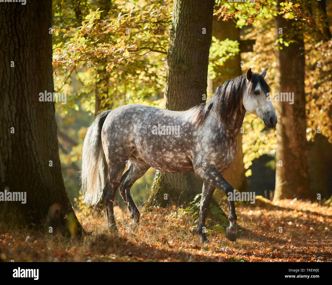 Cheval Espagnol pur, andalou. Gris pommelé des profils marcher dans une forêt en automne. Allemagne Banque D'Images