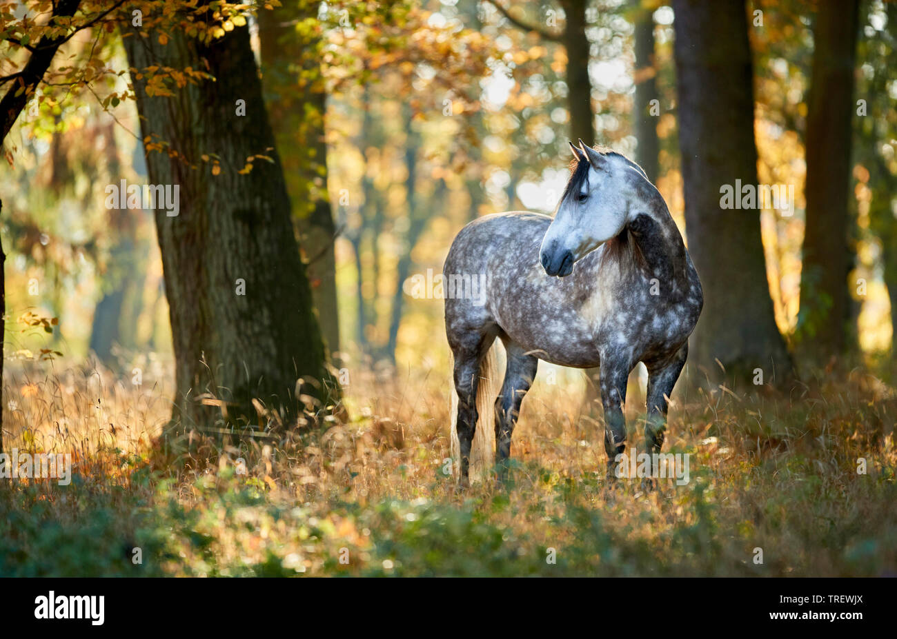 Cheval Espagnol pur, andalou. Gris pommelé des profils debout dans une forêt en automne. Allemagne Banque D'Images