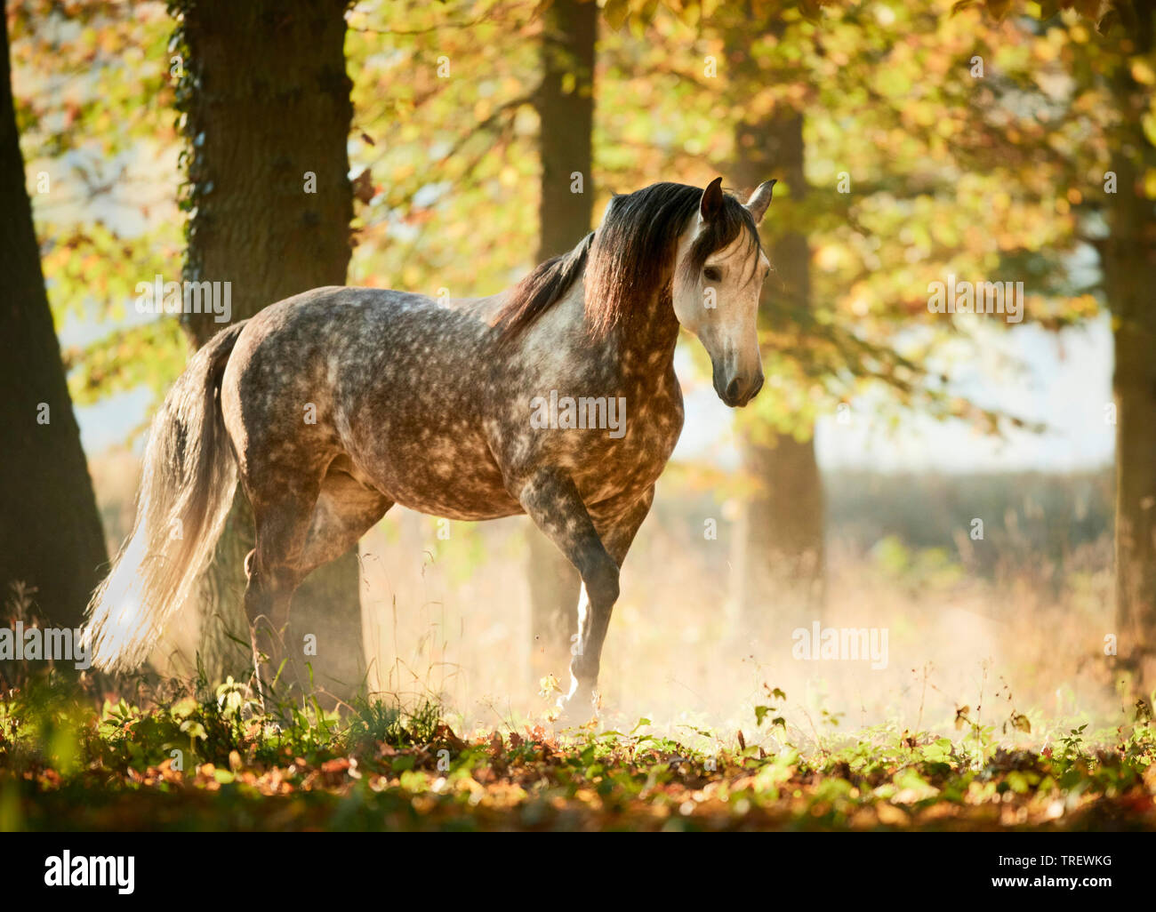 Cheval Espagnol pur, andalou. Gris pommelé des profils marcher dans une forêt en automne. Allemagne Banque D'Images