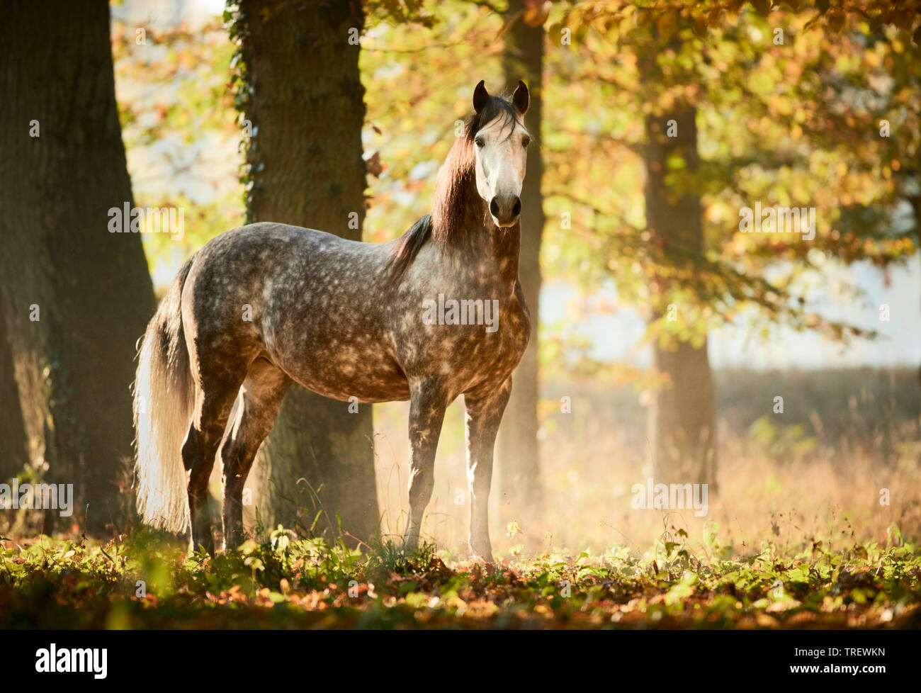 Cheval Espagnol pur, andalou. Gris pommelé des profils debout dans une forêt en automne. Allemagne Banque D'Images
