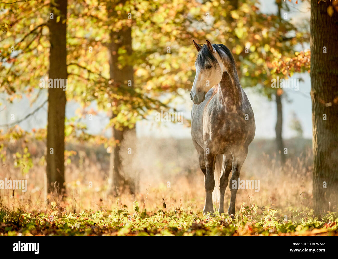 Cheval Espagnol pur, andalou. Gris pommelé des profils debout dans une forêt en automne. Allemagne Banque D'Images