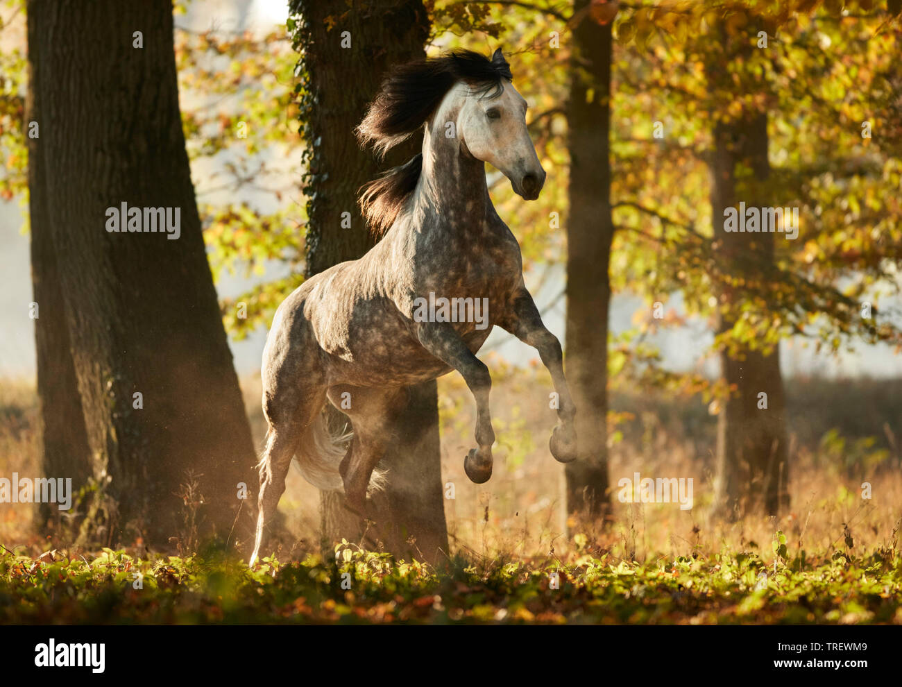 Cheval Espagnol pur, andalou. Gris pommelé des profils montrant dans une forêt en automne. Allemagne Banque D'Images