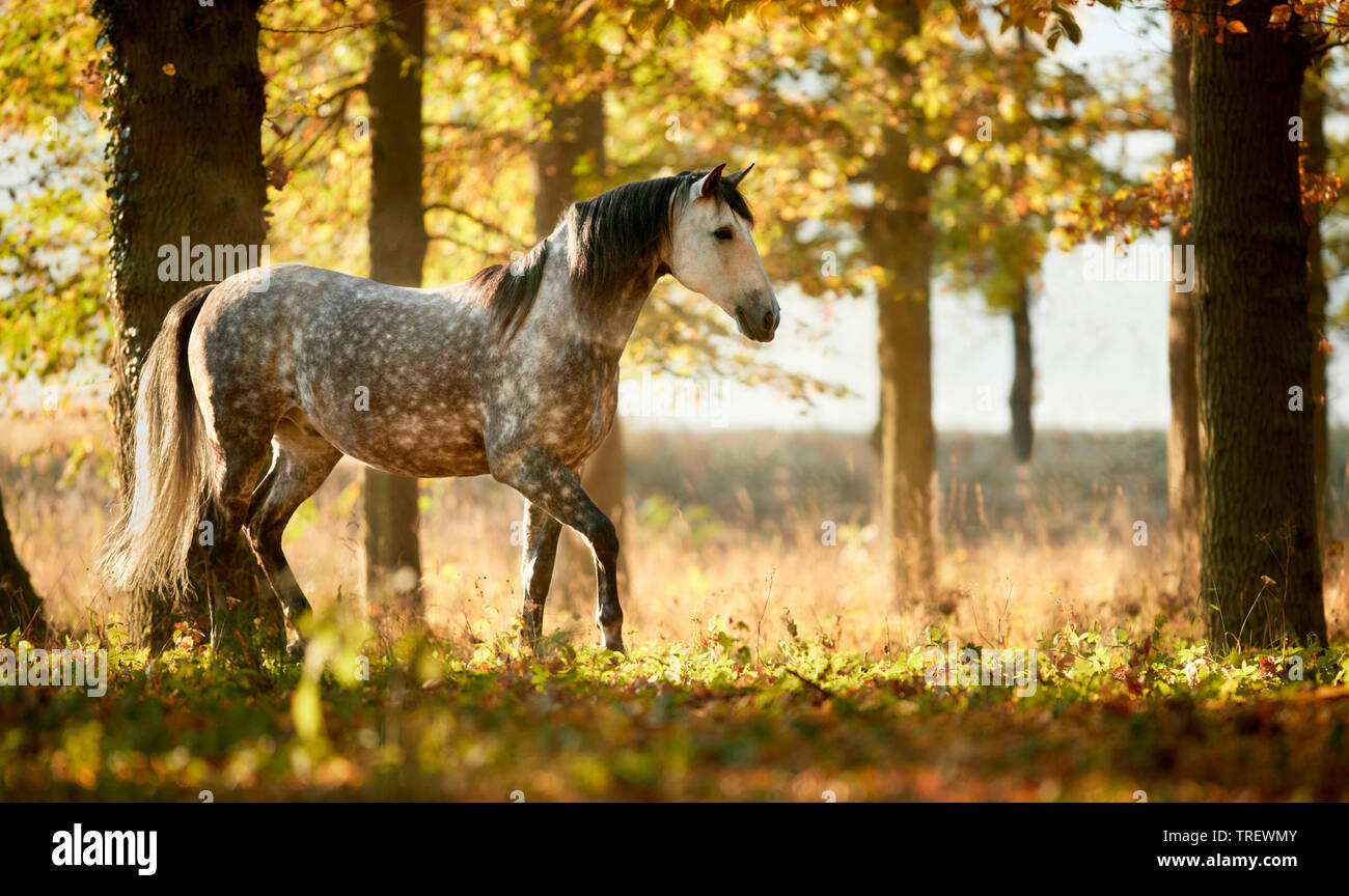 Cheval Espagnol pur, andalou. Gris pommelé des profils marcher dans une forêt en automne. Allemagne Banque D'Images