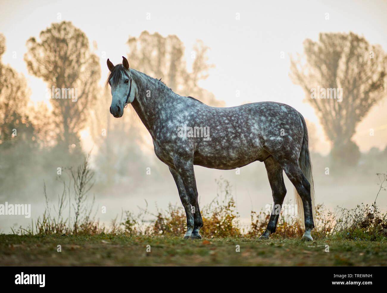 Cheval Espagnol pur, andalou. Gris pommelé des profils debout à un lac dans la brume du matin. Allemagne Banque D'Images