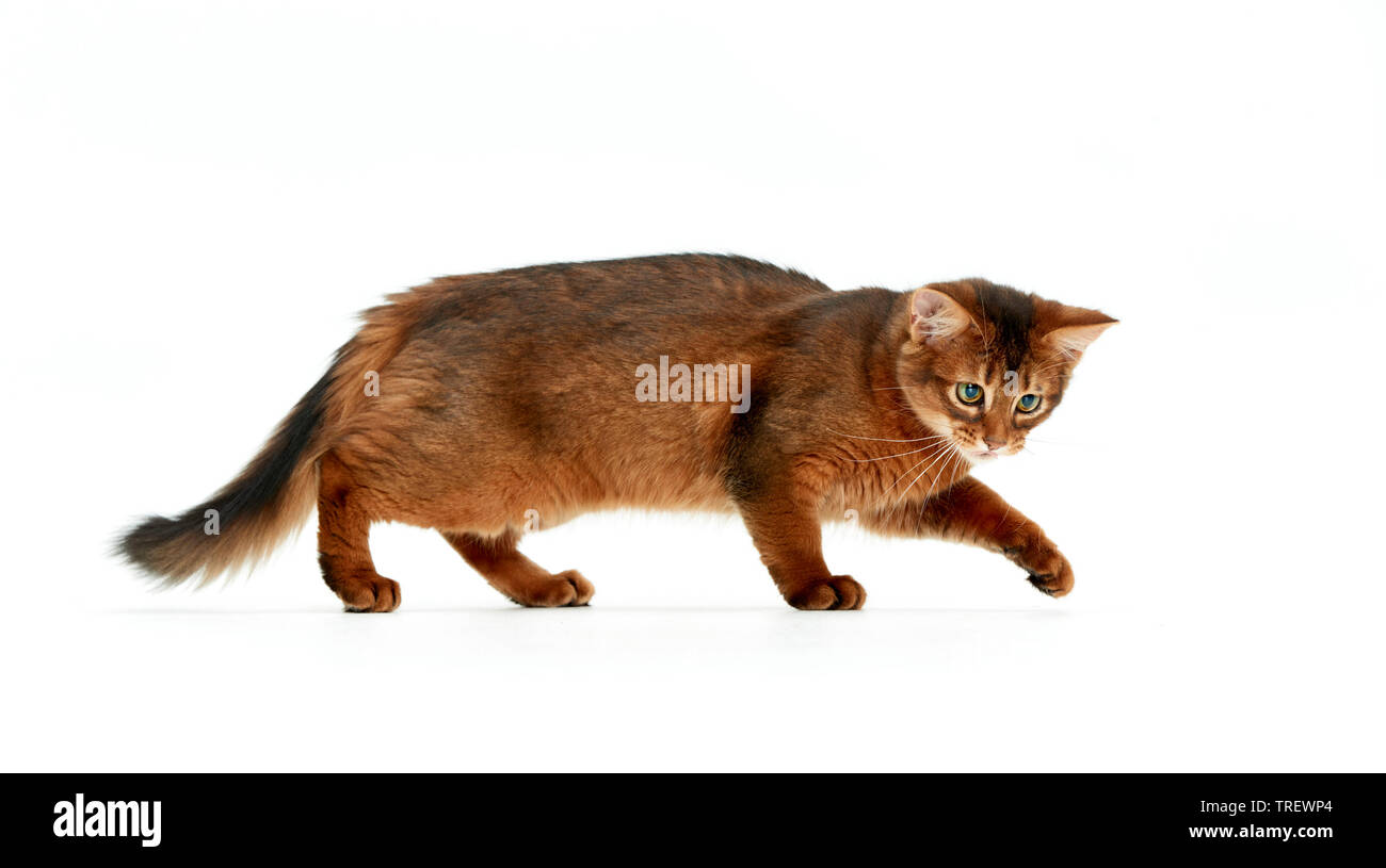 Somali cat. La marche, le chaton vu sur-côté. Studio photo sur un fond blanc. Banque D'Images