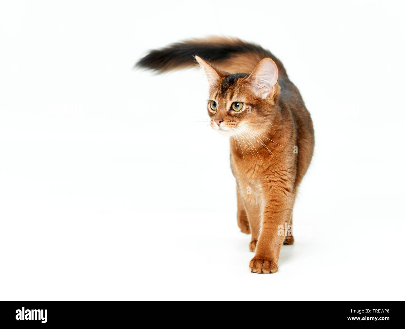 Somali cat. Chaton marche, vu de face. Studio photo sur un fond blanc. Banque D'Images