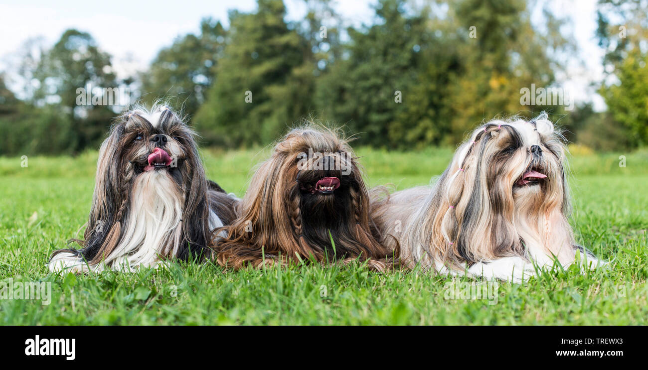 Shih Tzu. Trois chiens adultes posé sur une prairie. Allemagne Banque D'Images