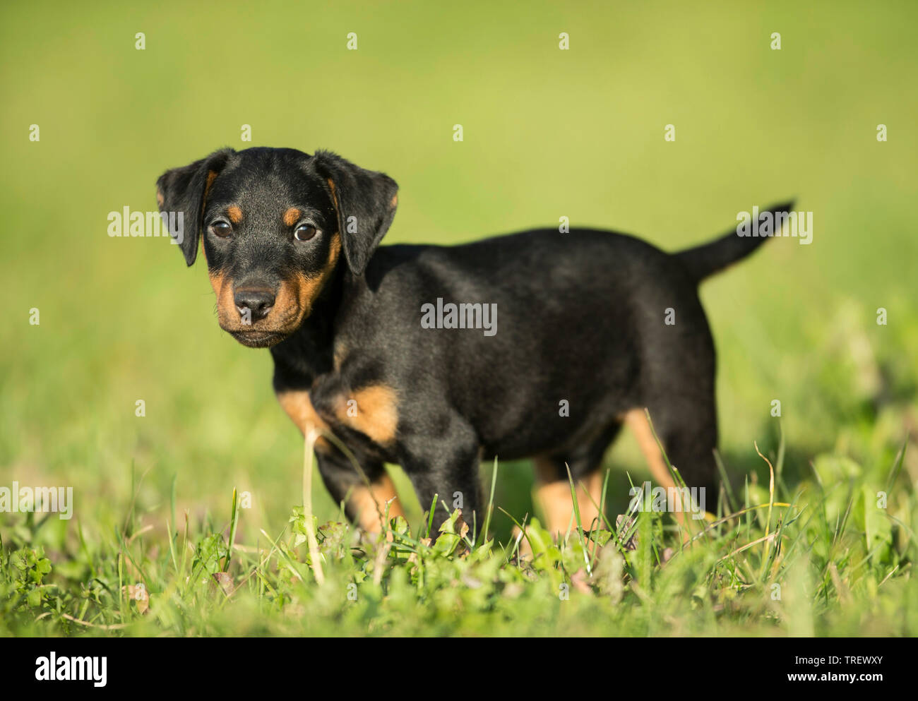 Terrier de chasse allemand. Chiot debout sur un pré. Allemagne Banque D'Images