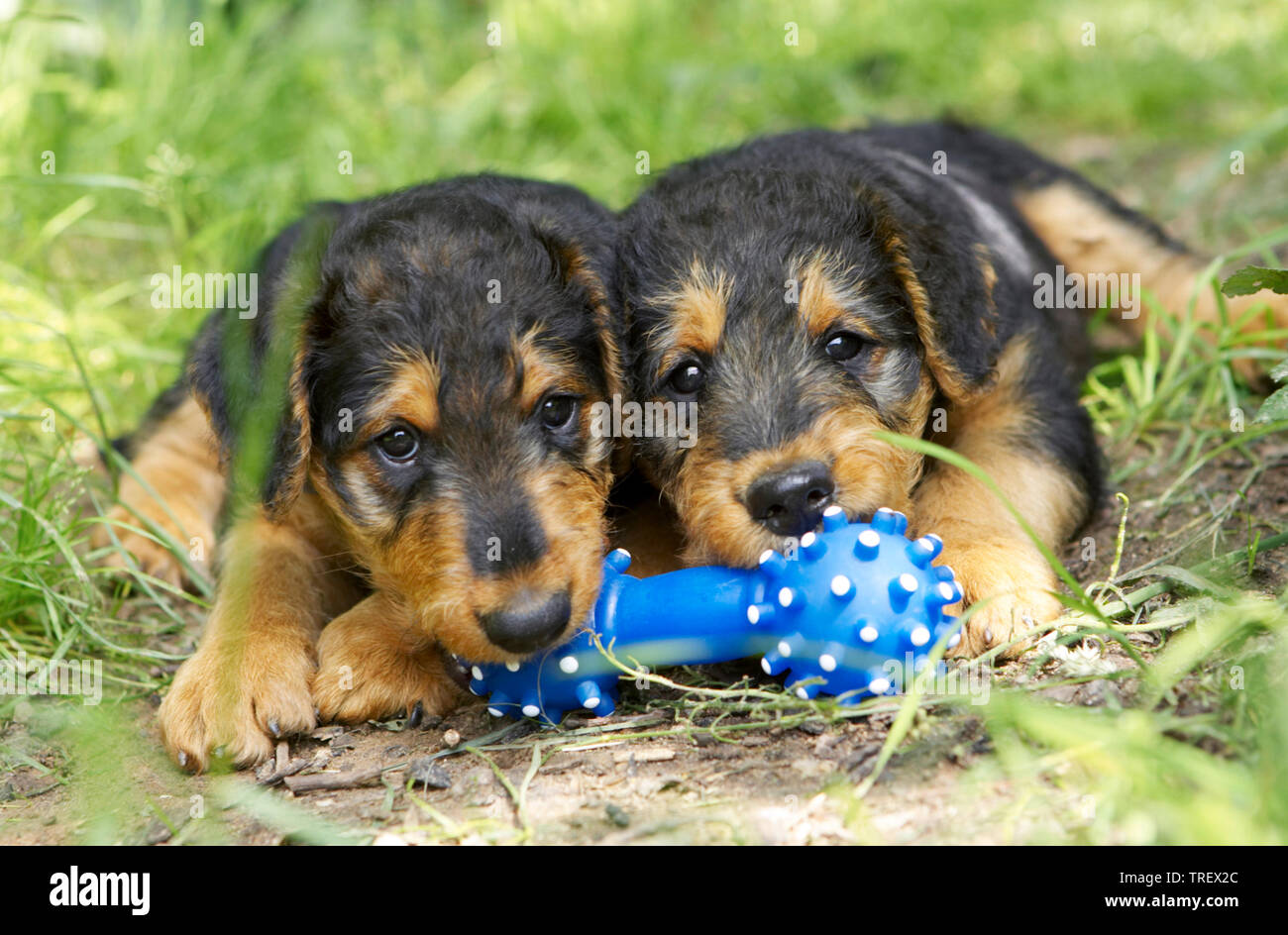 Airedale Terrier. Deux chiots avec os jouet bleu, couché dans l'herbe. Allemagne Banque D'Images