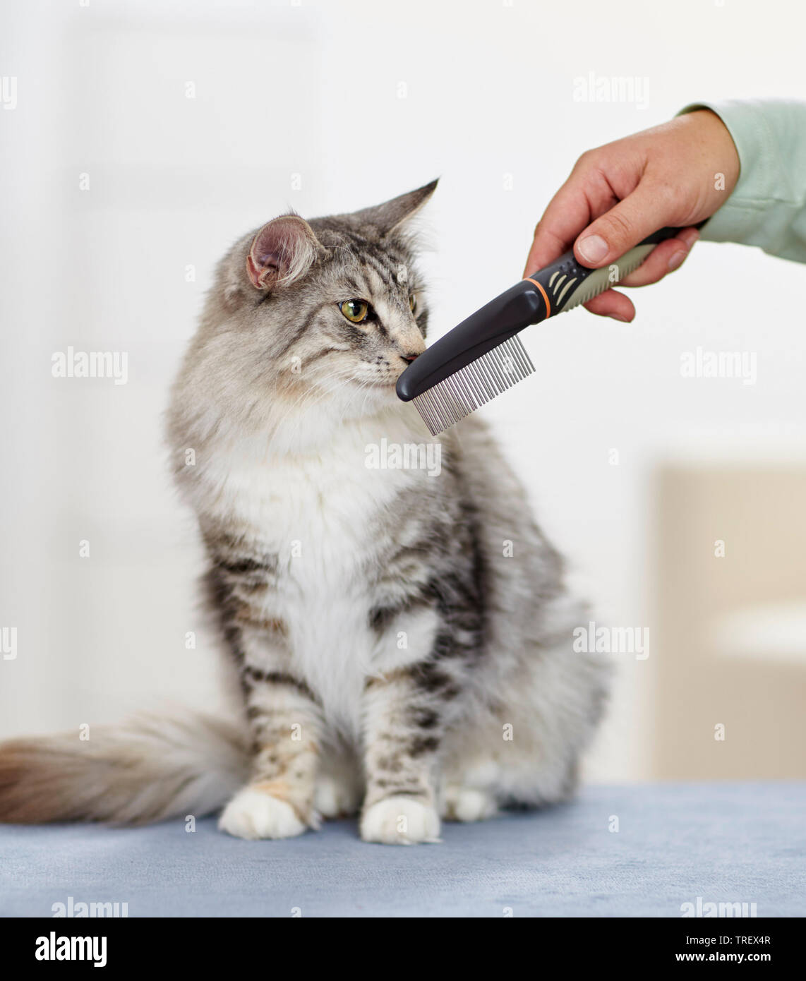 Norwegian Forest cat. Séance adultes, à l'inhalation d'un peigne. Allemagne Banque D'Images