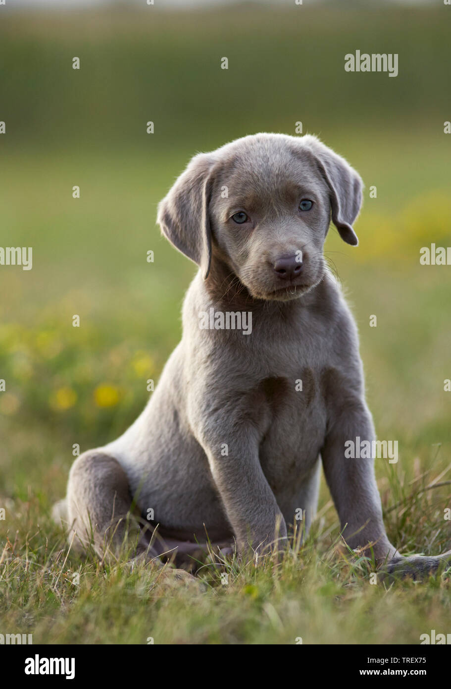 Labrador Retriever. Puppy sitting in grass. L'Allemagne.. Banque D'Images