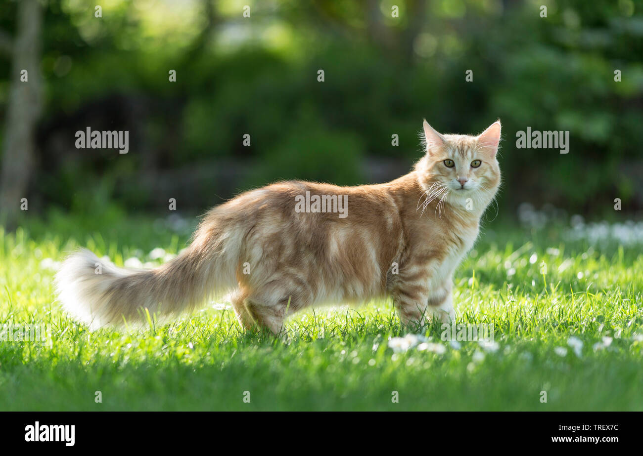 Norwegian Forest cat. Des profils debout sur une pelouse. Allemagne Banque D'Images