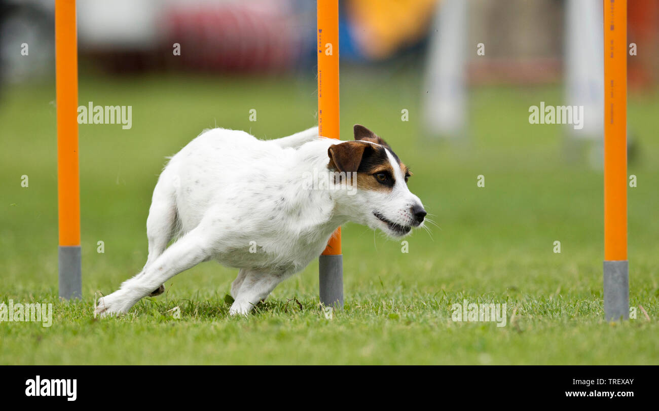 Jack Russell Terrier. Démonstration de tissage rapide adultes polonais dans une course d'obstacles. Allemagne Banque D'Images