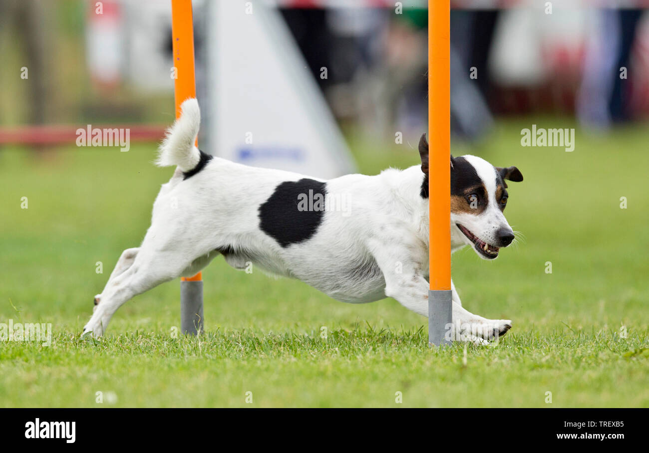 Jack Russell Terrier. Démonstration de tissage rapide adultes polonais dans une course d'obstacles. Allemagne Banque D'Images