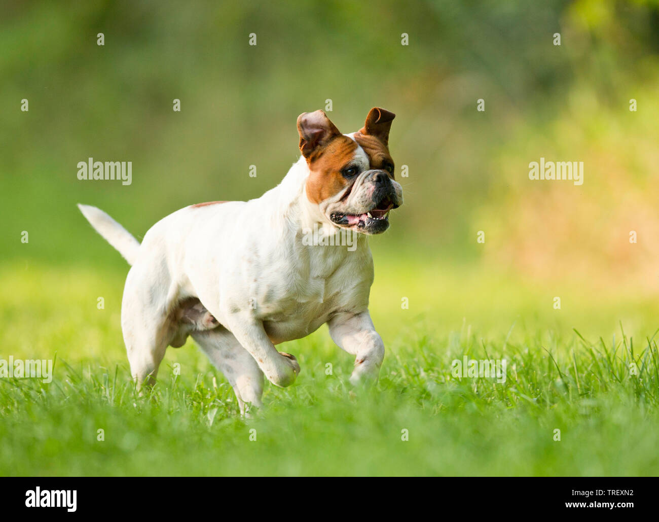 Olde English Bulldogge, Leavitt Bulldog. Chien adulte fonctionnant sur un pré. Allemagne Banque D'Images