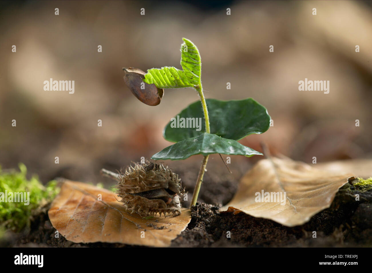 Hêtre européen, le hêtre commun (Fagus sylvatica), la propagation des semis les cotylédons. Allemagne Banque D'Images