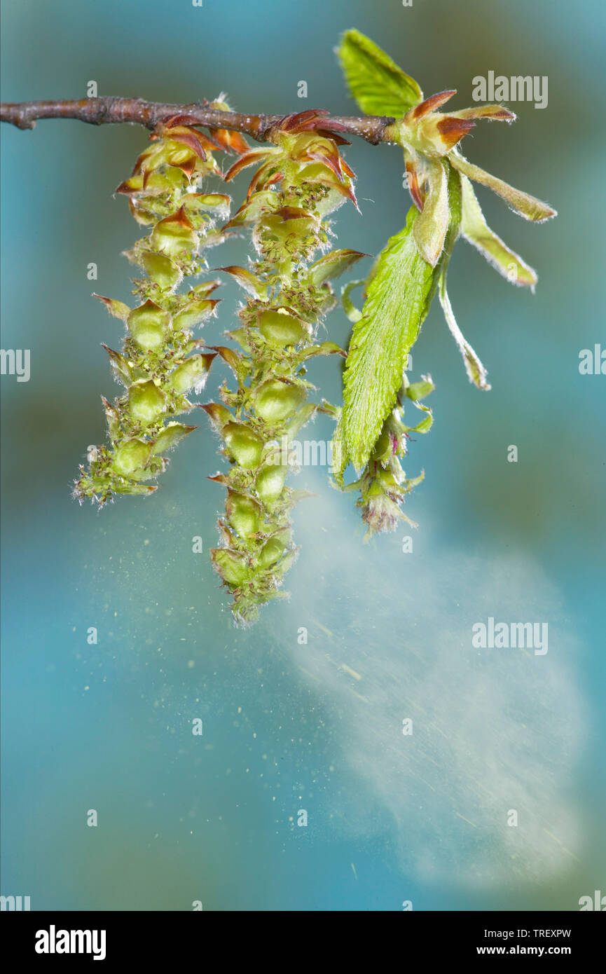 Charme commun européen, charme (Carpinus betulus). Chatons mâles avec des rameaux, les feuilles et le pollen. Banque D'Images