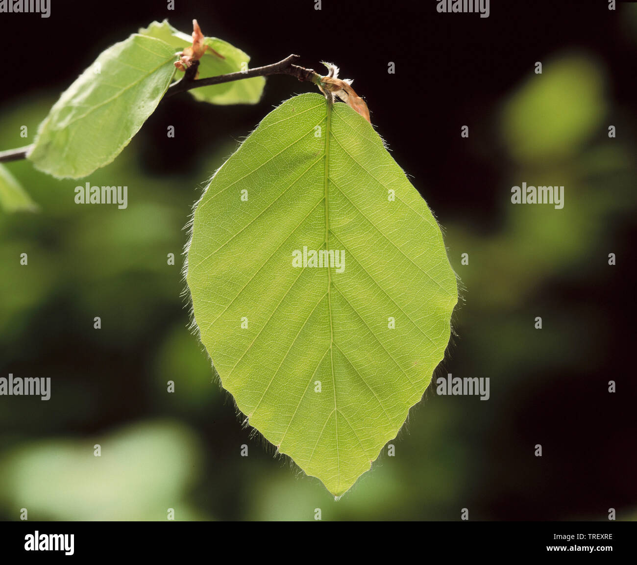 Le hêtre commun (Fagus sylvatica). Close-up de nouvelles feuilles, rétroéclairées. L'Allemagne, Banque D'Images