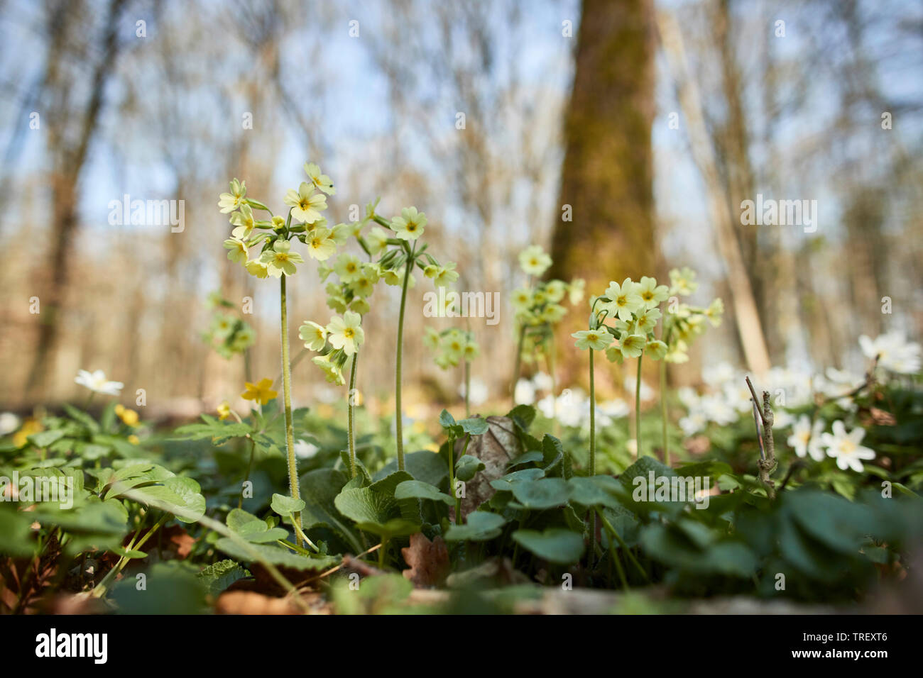 Coucou bleu commun (Primula veris), plantes à fleurs sur le sol forestier. Allemagne Banque D'Images