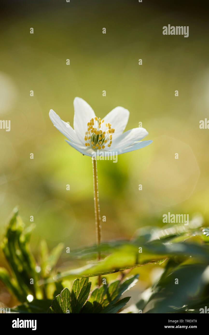 L'Anémone des bois (Anemone nemorosa, Windflower), tige florifère. Allemagne Banque D'Images