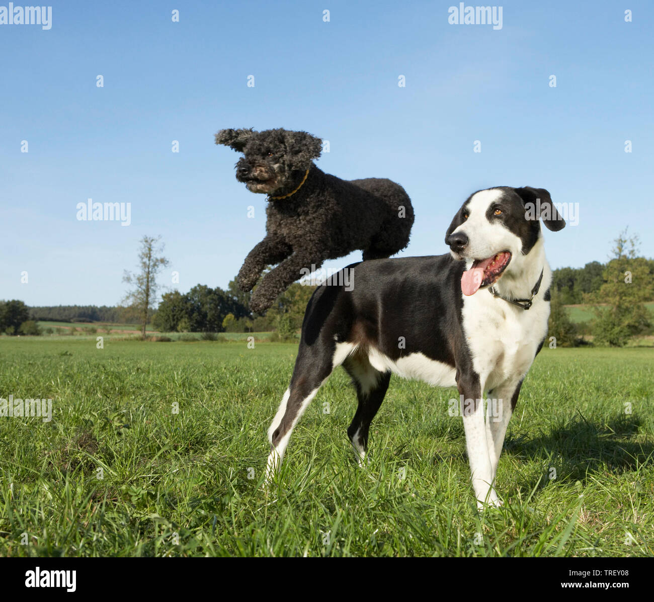 Poodle saute au-dessus de un chien de race mixte (Grand Danois x ?). Allemagne Banque D'Images