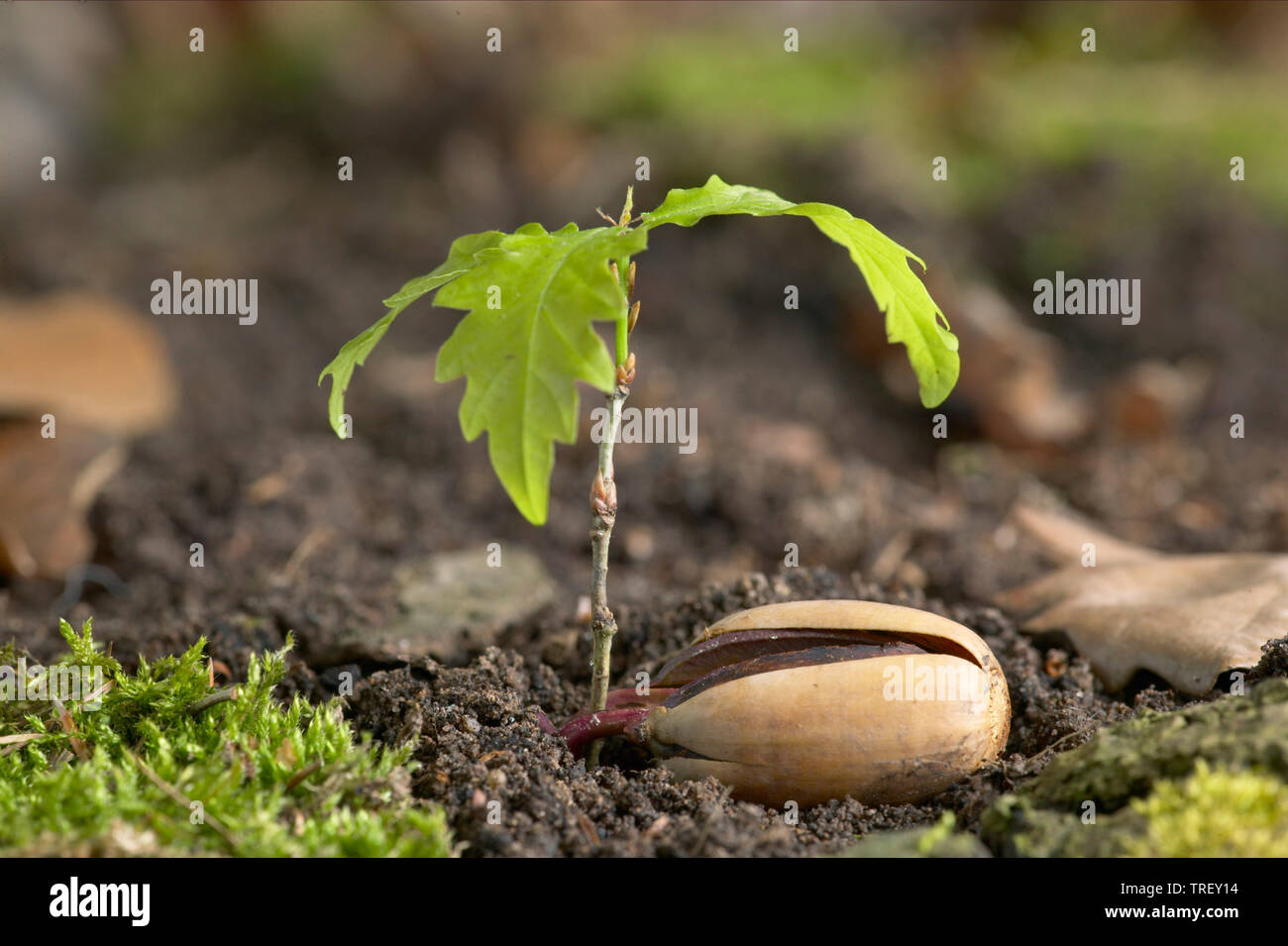 Le chêne commun, le chêne pédonculé (Quercus robur). Acorn en germination. Allemagne Banque D'Images